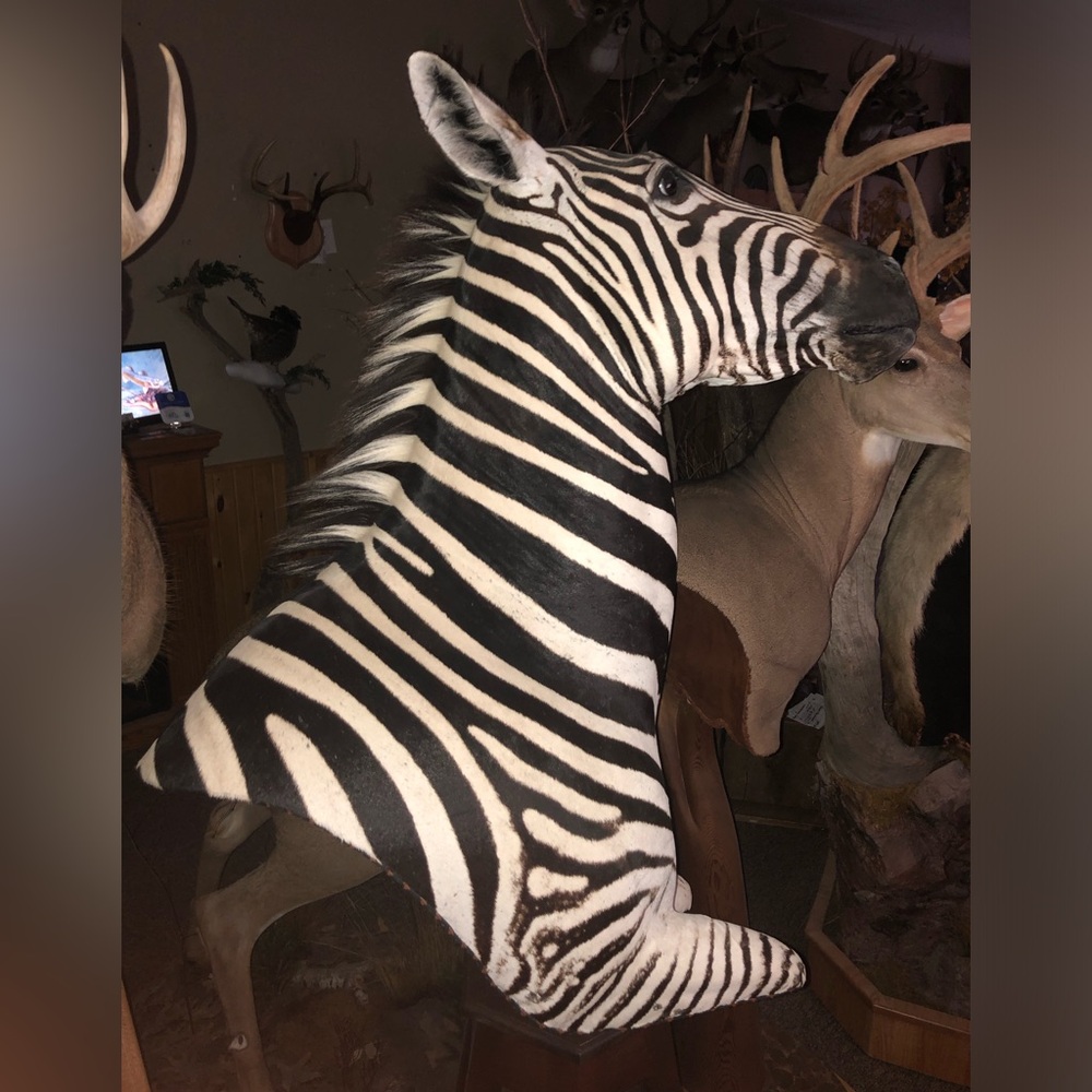 Zebra - Picture 4 of 11